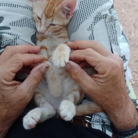 Kamp alanı Damanda Mare