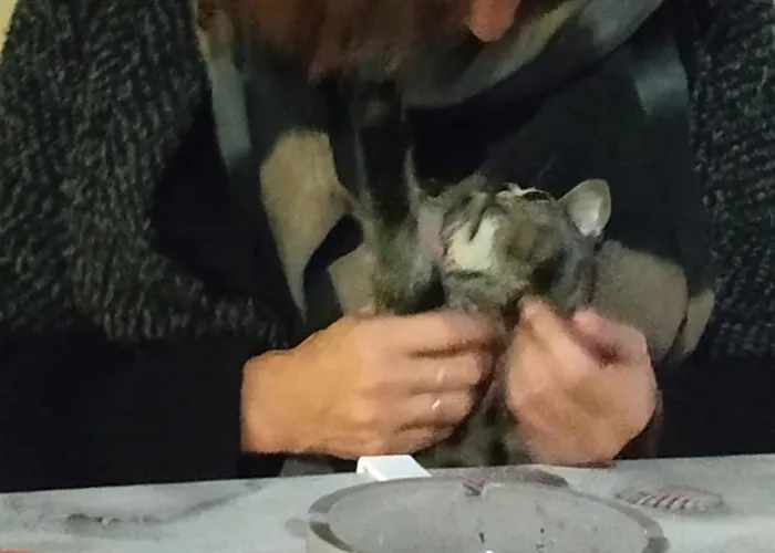 Damanda Mare Campingplads Nea Poteidaia