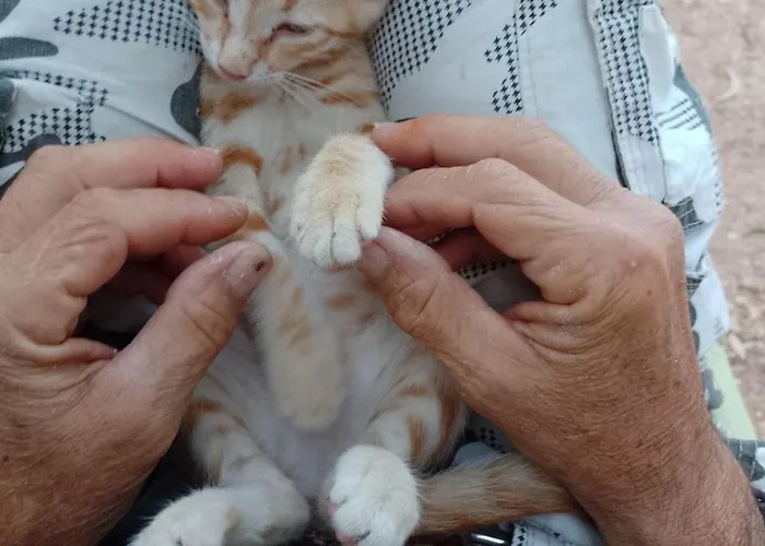 Camping Damanda Mare